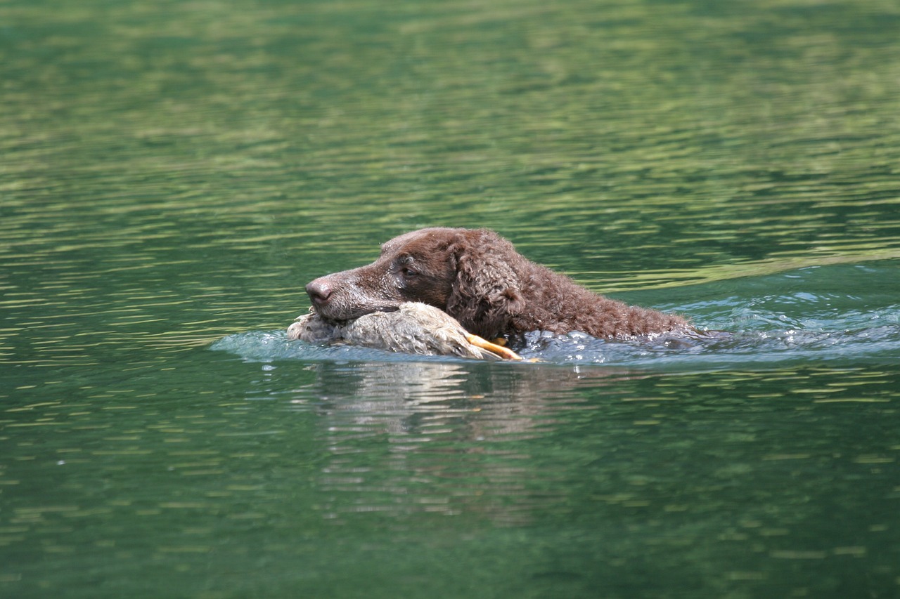 Curly Coated Retriever: Elegancki i Pracowity Pies Polujący